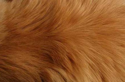 犬の毛の生え変わり時期っていつ 抜け毛対策におすすめなものはあるの 感想レビュー リモサボンは本当に犬の毛 が服に付きにくくなるのか試してみた 口コミは本当 それとも効果なし